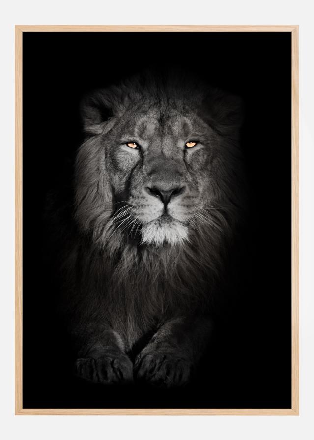 Lion in black and white Poszter