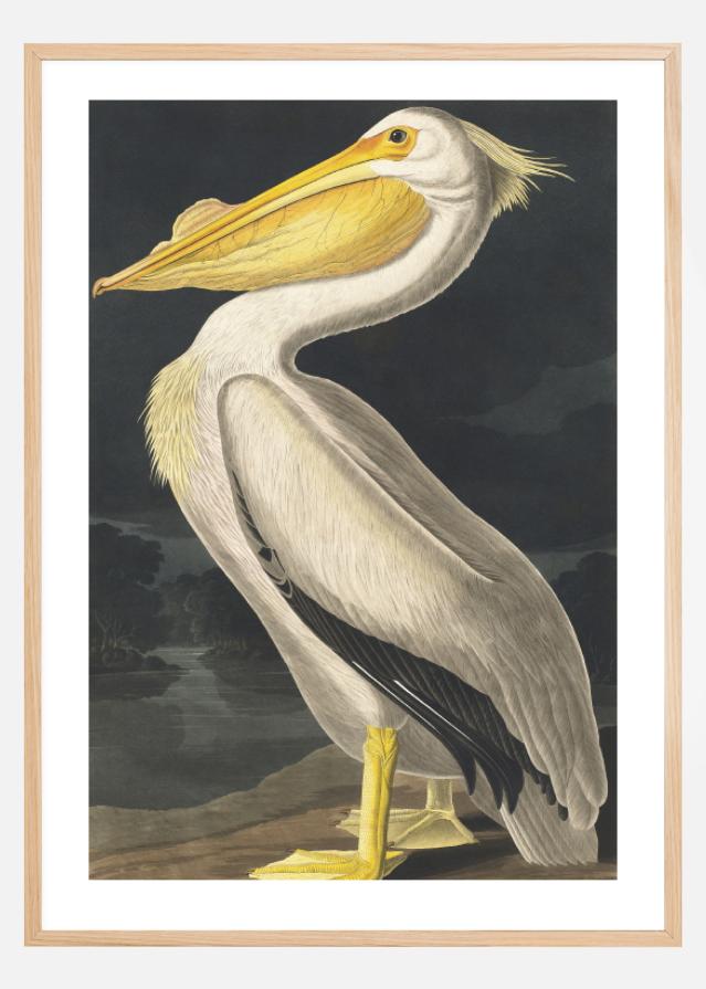 American White Pelican Poszter