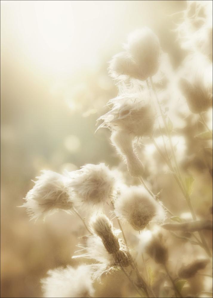 Fluffy flowers Poszter