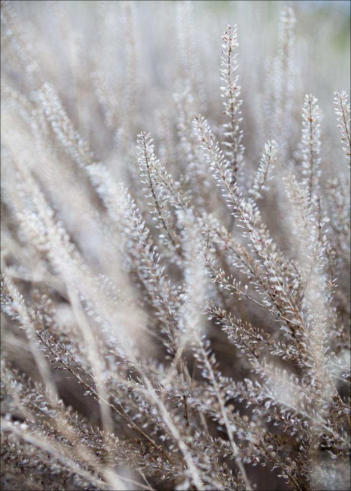 Frosty Grass Poszter