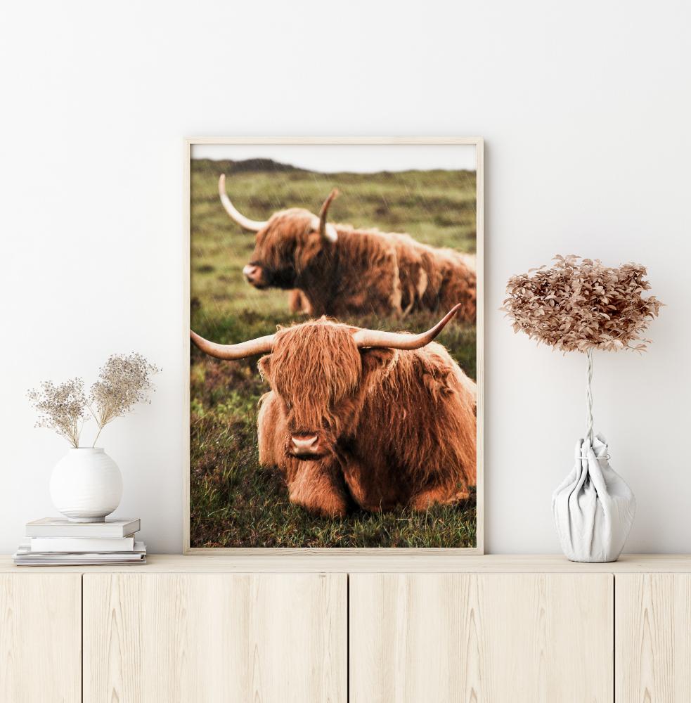 Highland Cattle Poszter