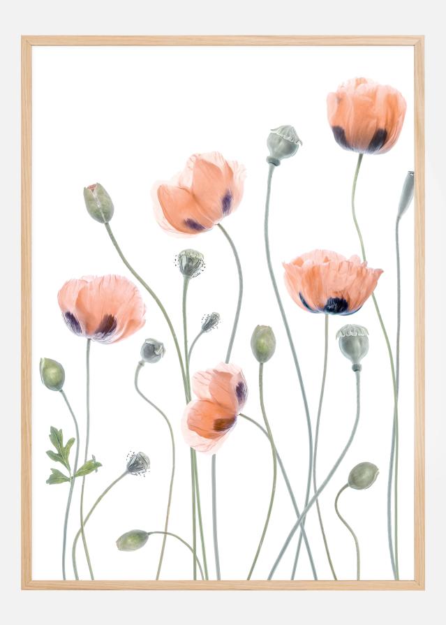 Poppies Poszter