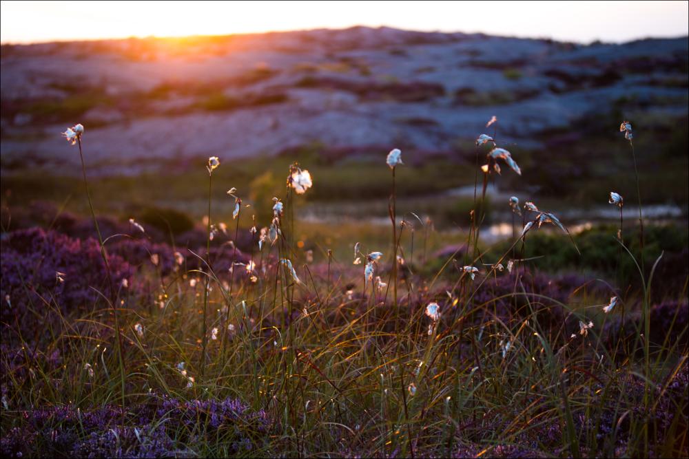 Summer evening on the rocks Poszter