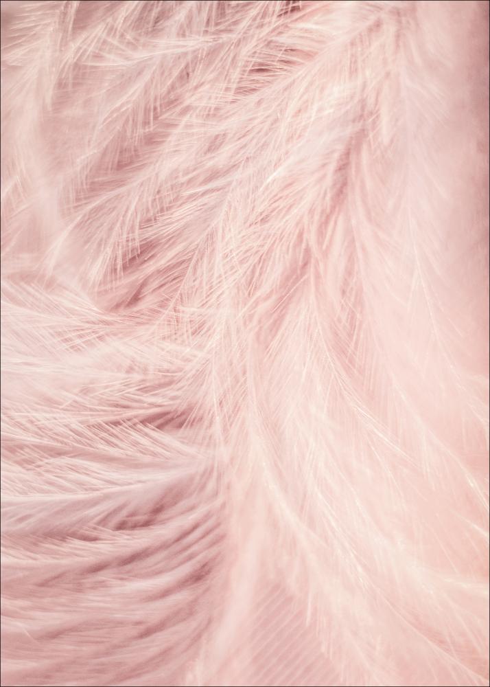 Pink Feathers Poszter