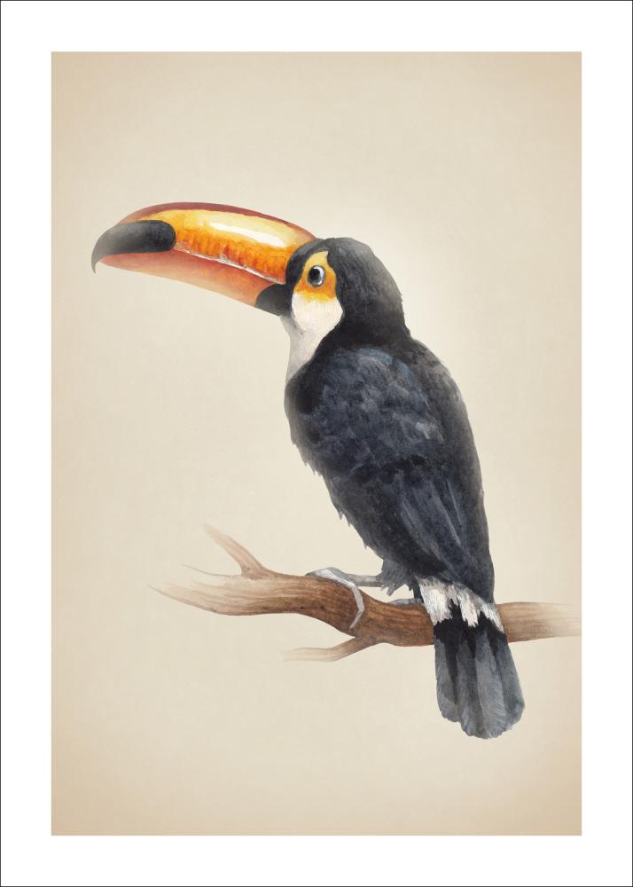 Tropical Toucan Poszter