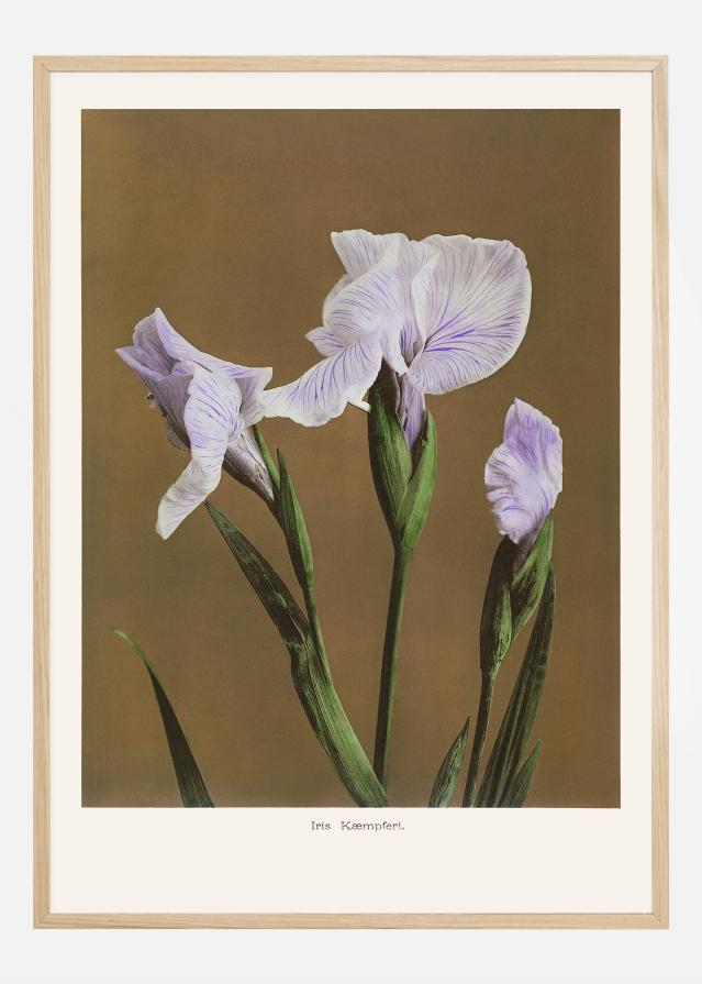 Iris Kabmpferi no2 Poszter