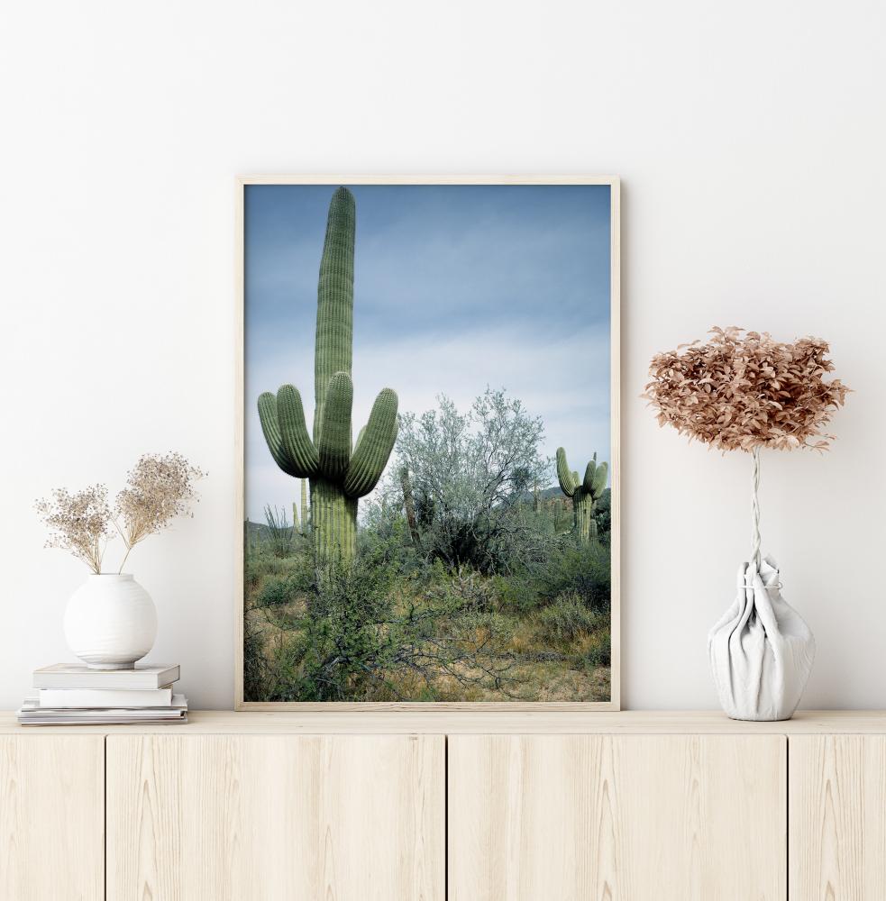 Cactus Land Poszter