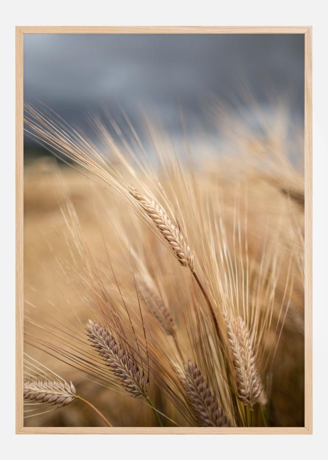 Wheat Poszter