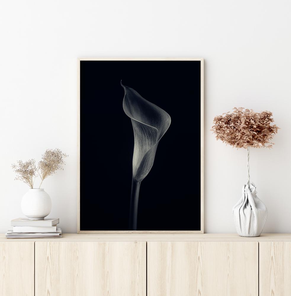 Calla Lily Poszter