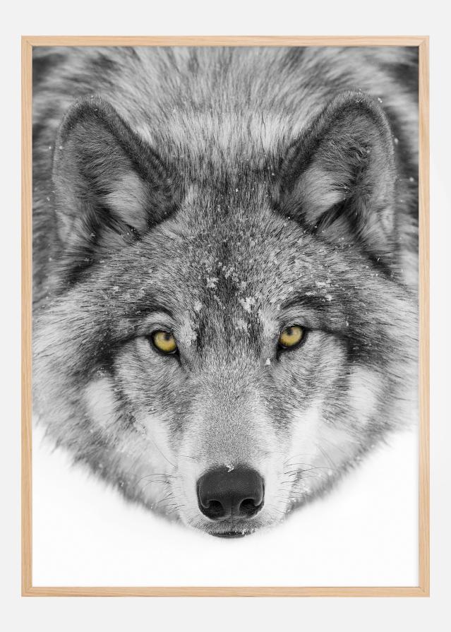 Yellow eyes Timber Wolf Poszter