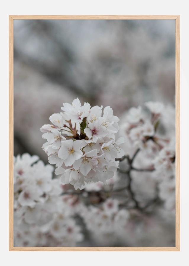 Cherryblossom Poszter