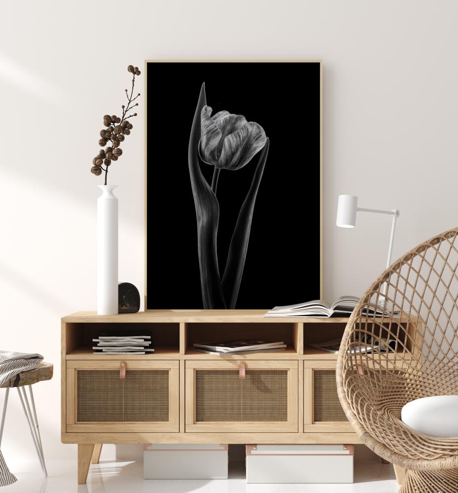 Rembrandt Tulip Poszter