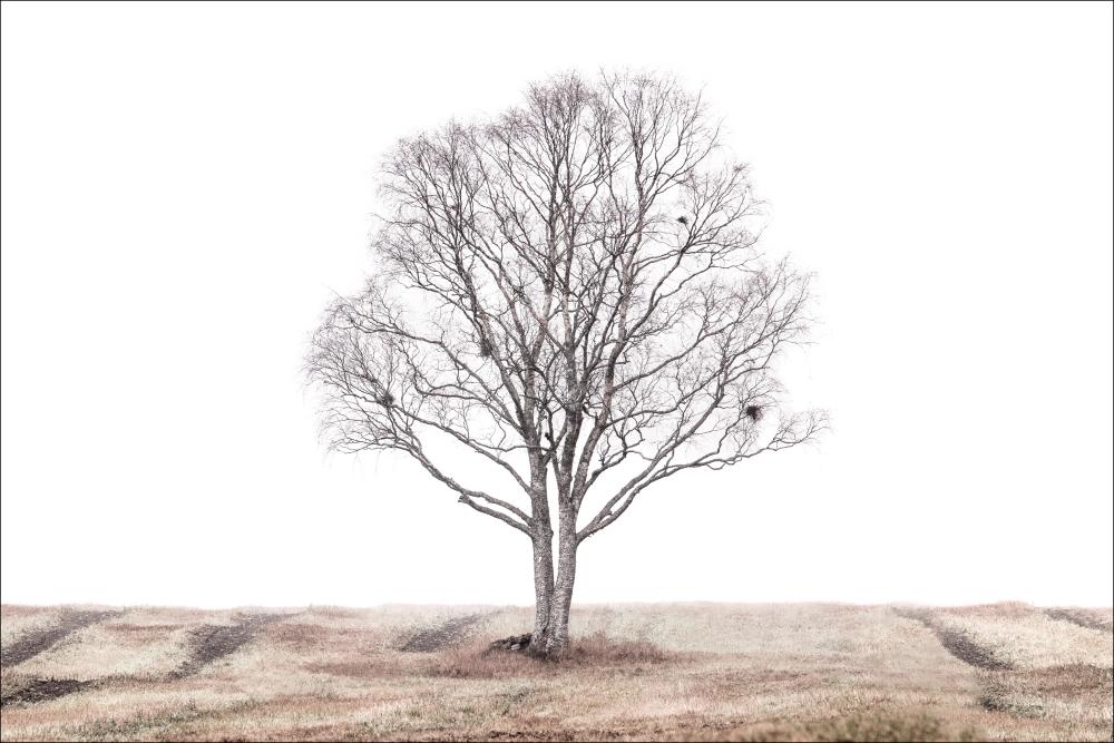 The lonely tree Poszter