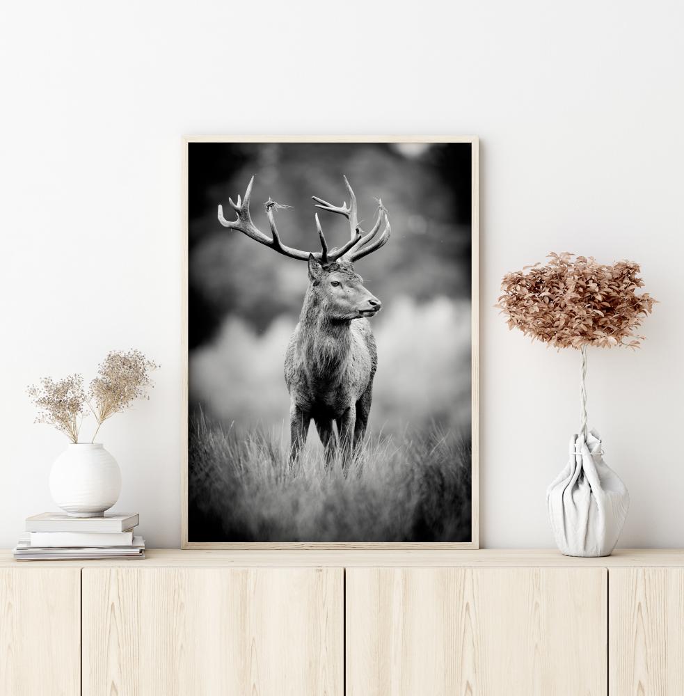 Deer With Horns Poszter