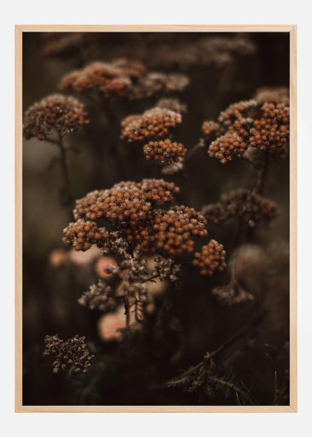 Cow Parsley Poszter