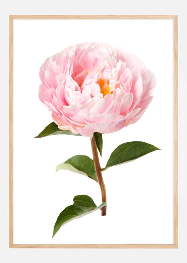 Peony Poszter