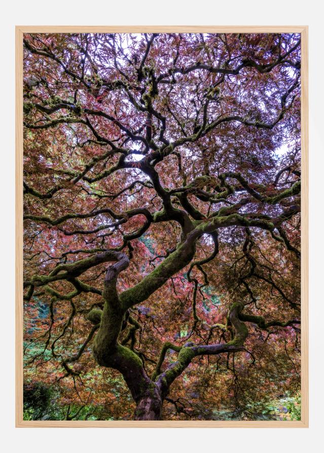 Japanese Maple Tree Poszter