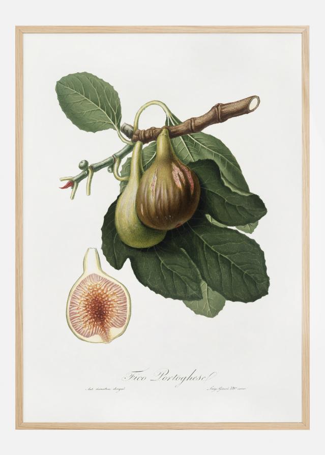 Figs Poszter