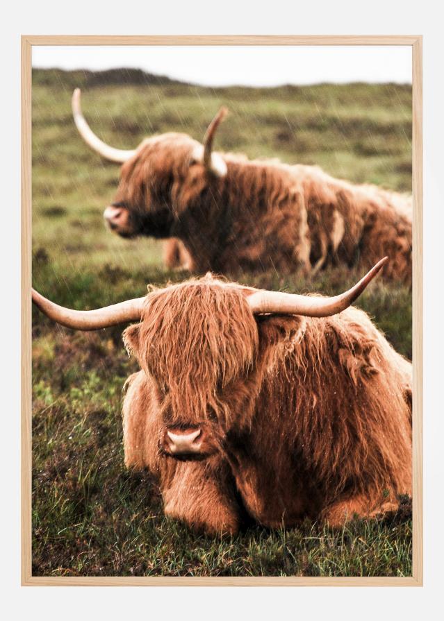 Highland Cattle Poszter