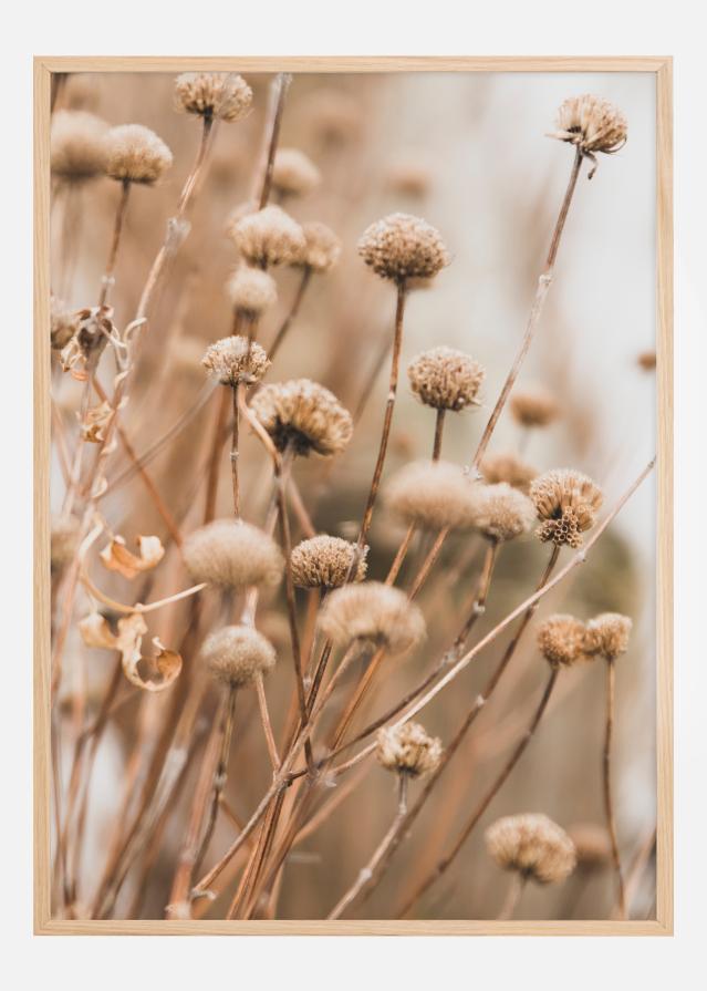 Dried up flowers Poszter