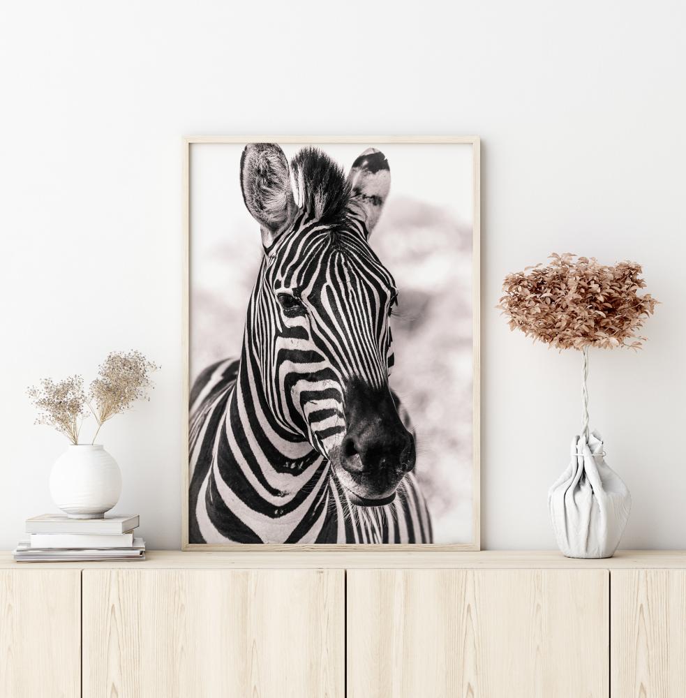 Zebra Poszter