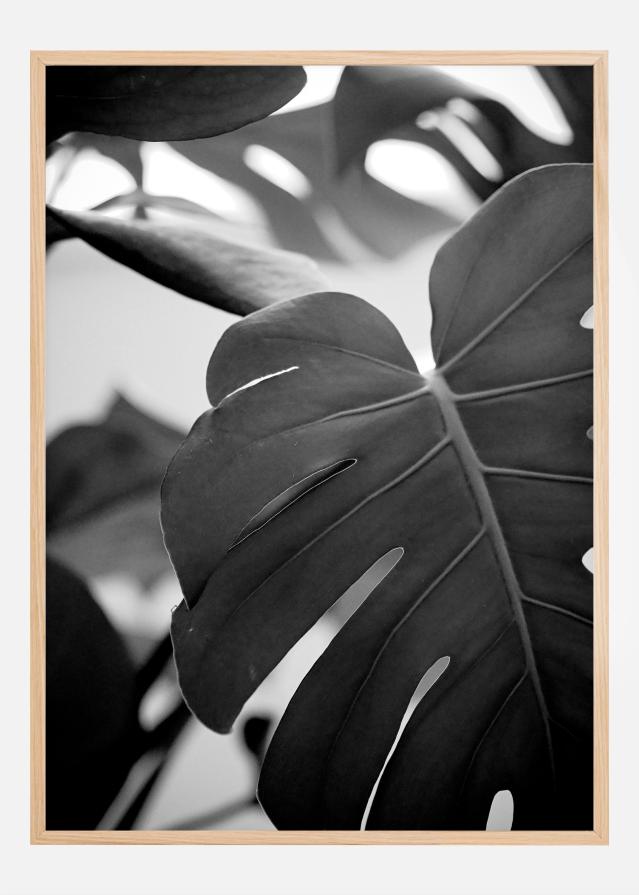 Monstera in Black and White ll Poszter