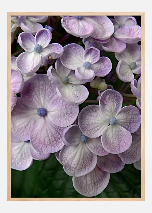 Purple Flower Poszter