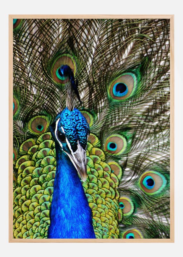 Peacock I Poszter