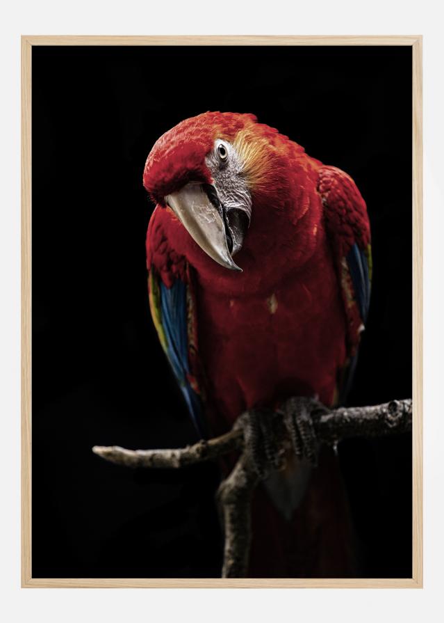 Portrait of Scarlet Macaw Poszter