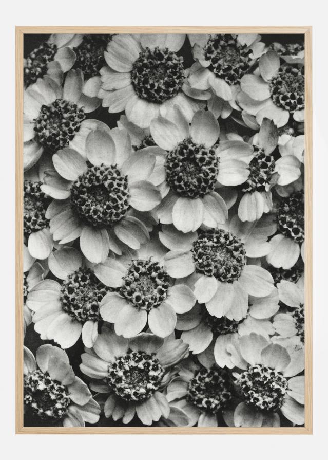 Black And White Flowers Poszter