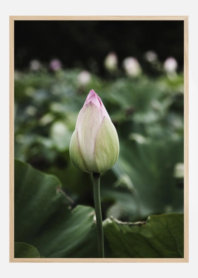 Peony Field Poszter