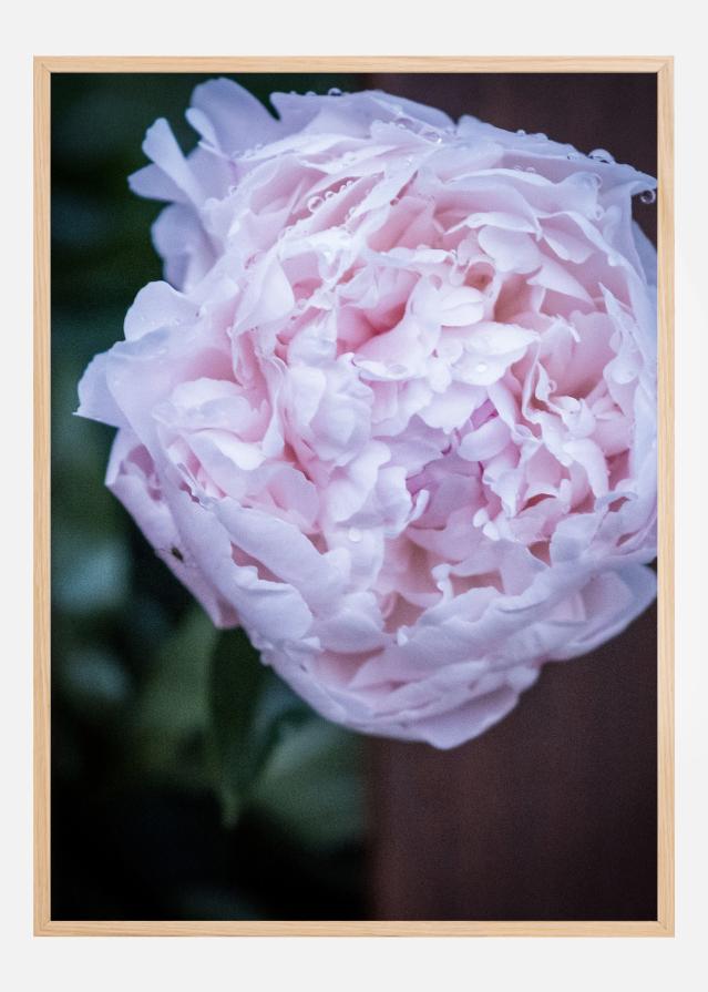 Peony I Poszter