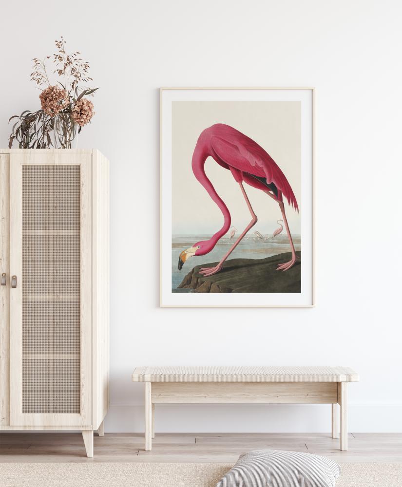 American Flamingo Poszter