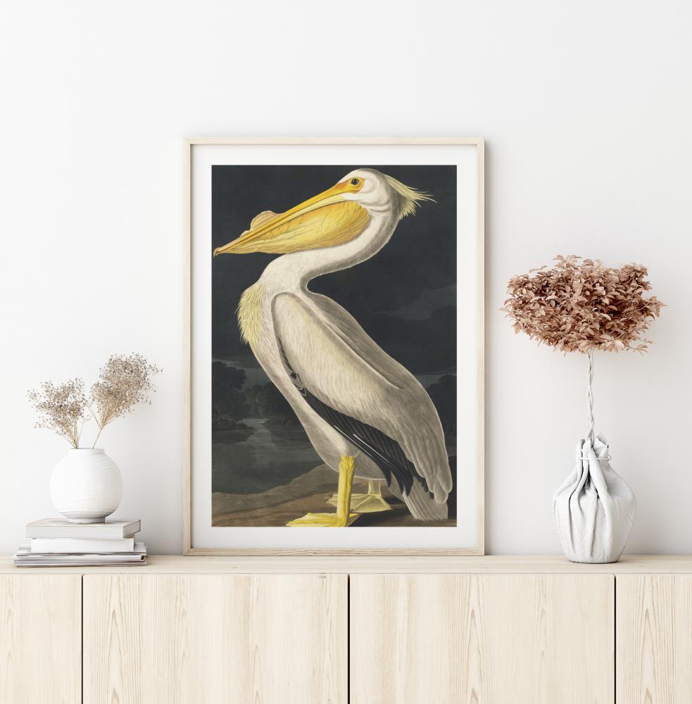 American White Pelican Poszter