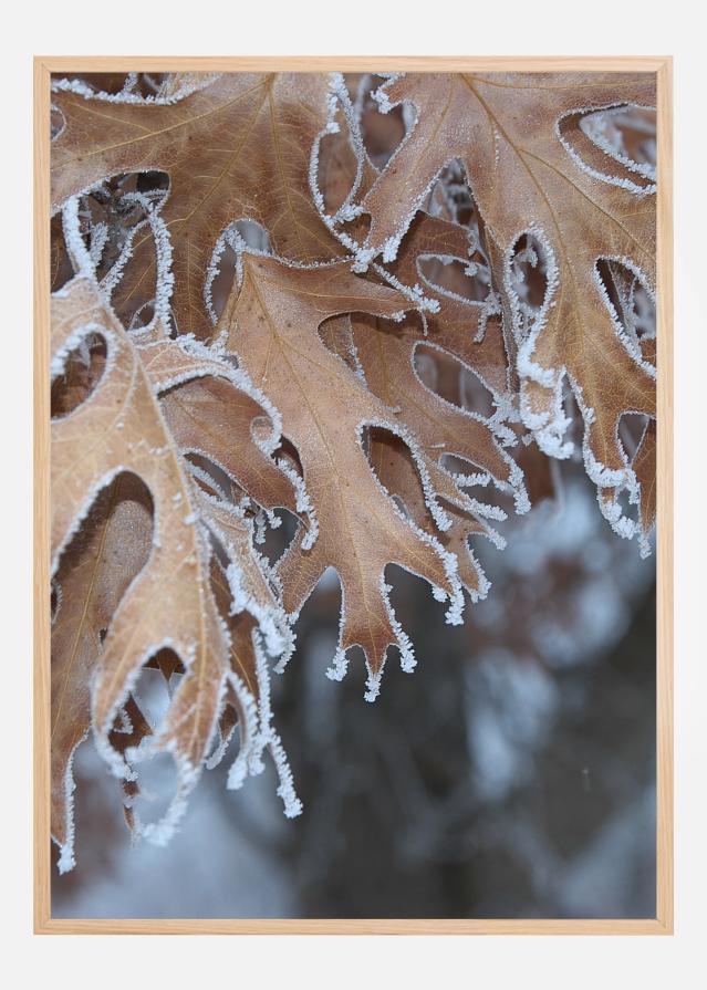 Frosty Leafs Poszter