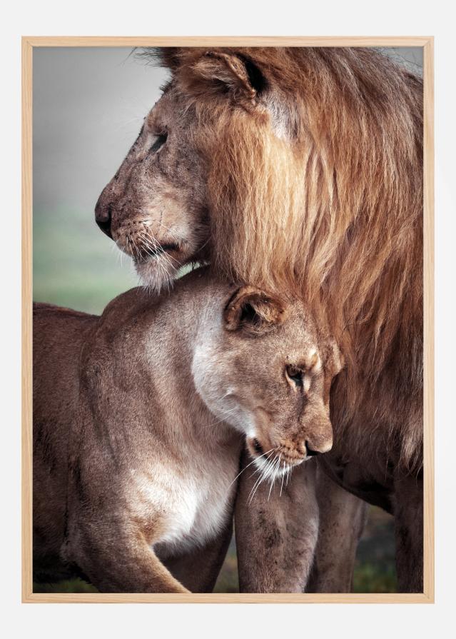 Wild Lion Love Poszter