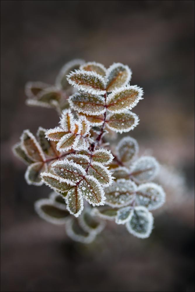 Frosty rose petals Poszter