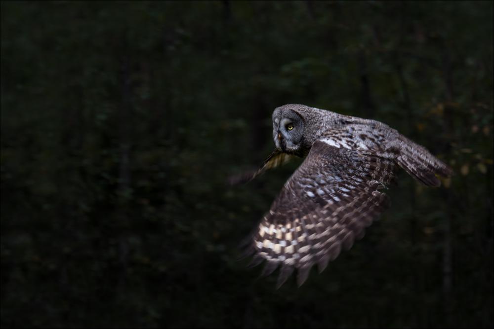 Guardian of the forest Poszter