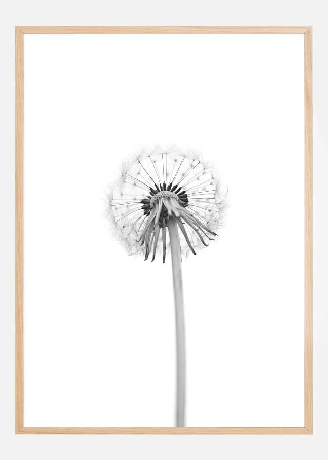 Dandelion Poszter