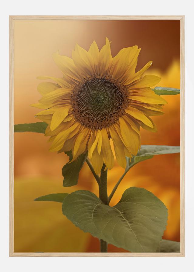 Sunflower Poszter