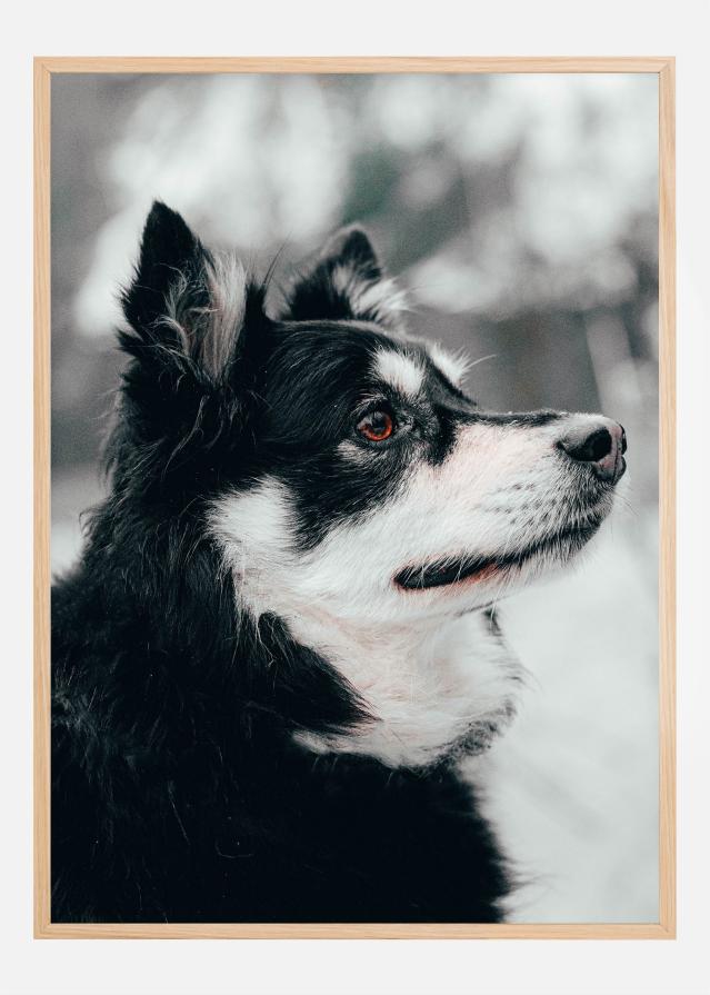 Finnish Lapphund Poszter