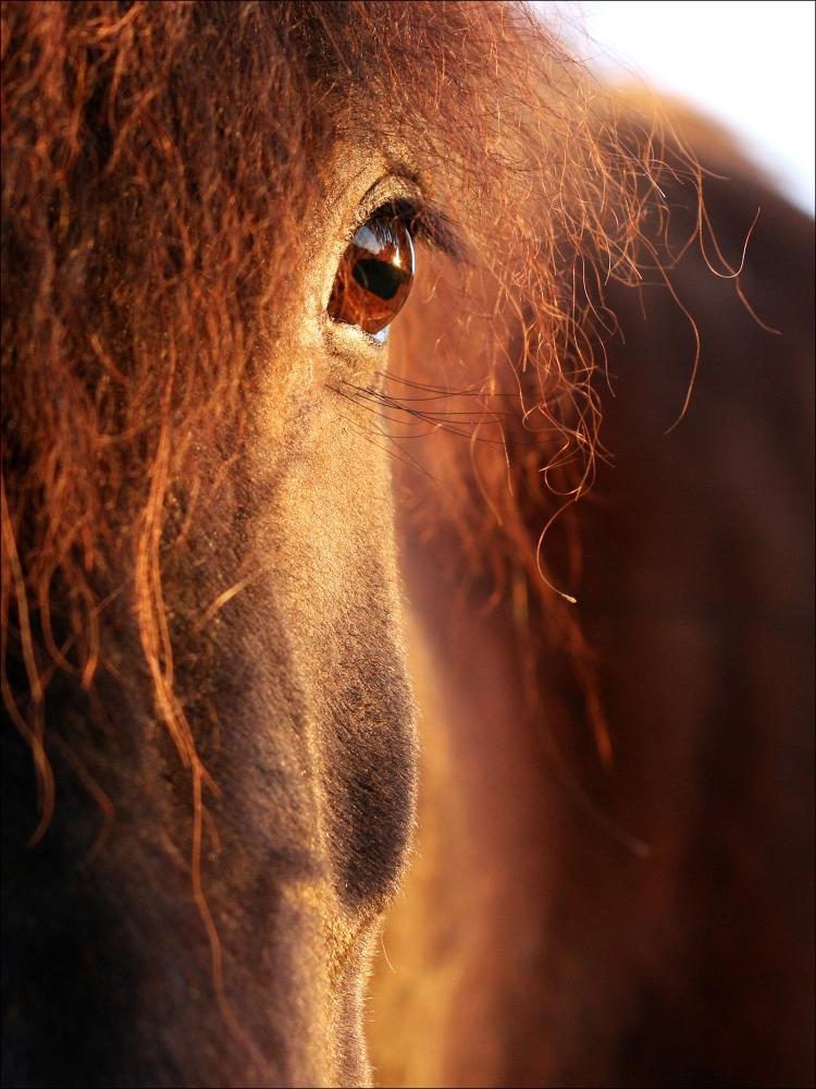 Horse sunset Poszter