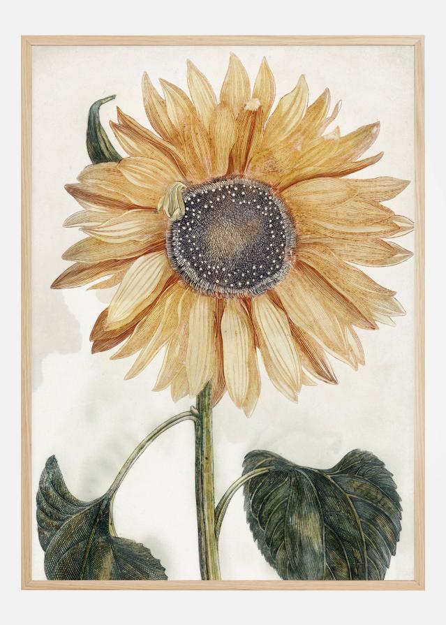 Sunflower Art Poszter