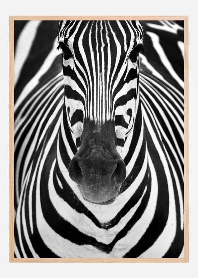 Zebra Poszter