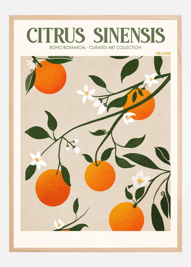 Boho Citrus Sinensis Poszter