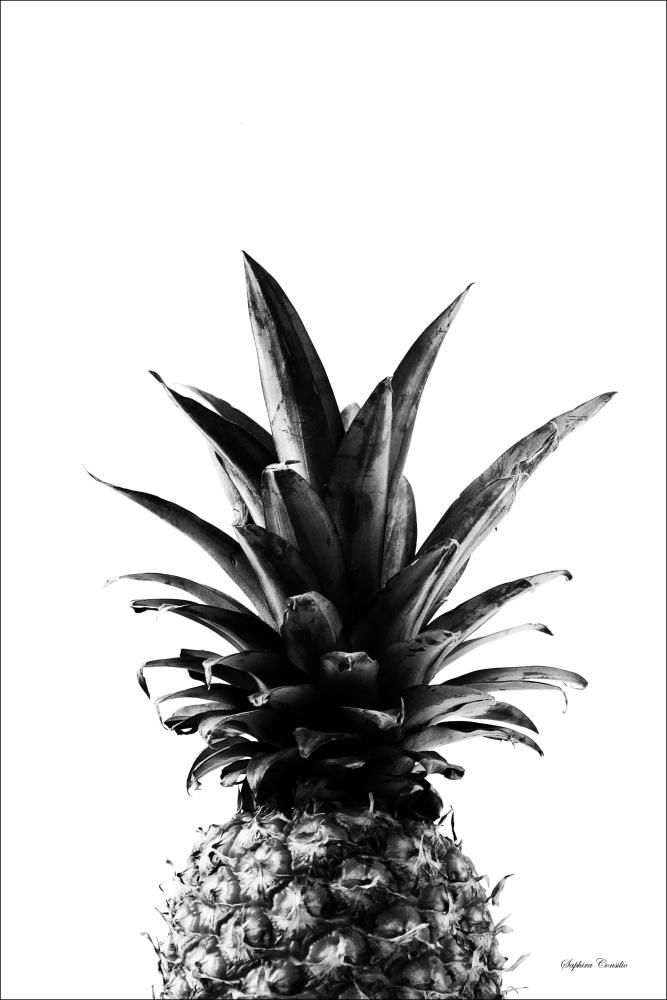 Pineapple B&W Poszter