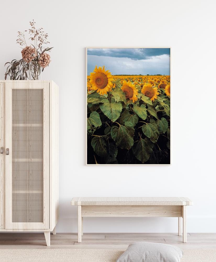 Sunflowers Poszter