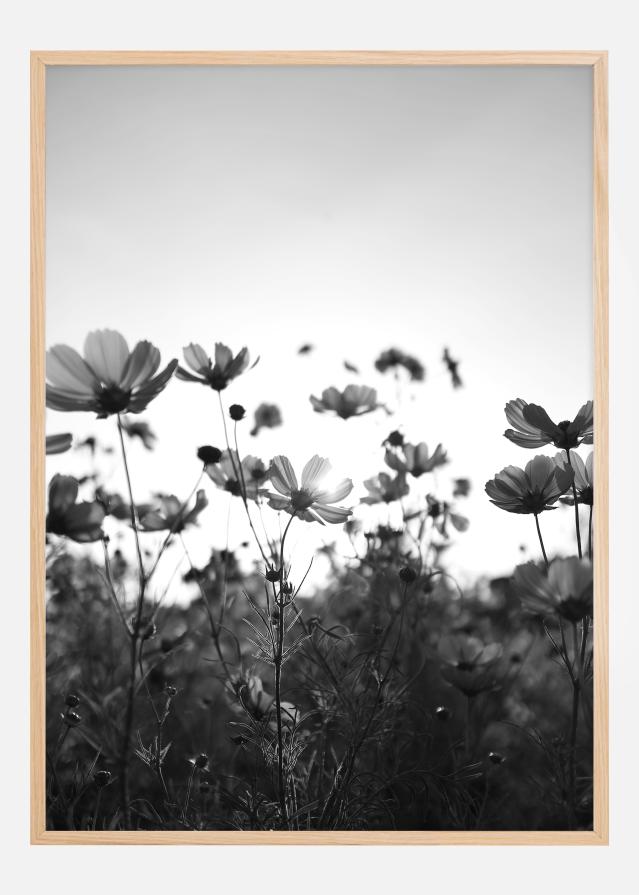 Black and white field with flowers Poszter