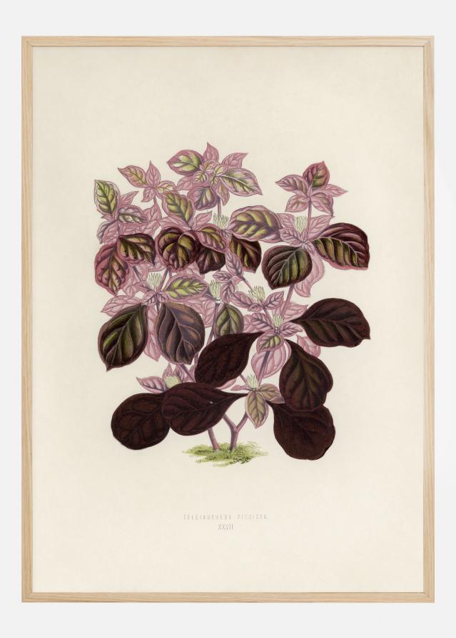 Plectranthus Scutellarioides II Poszter