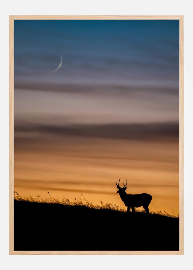 Deer In Sunset Poszter